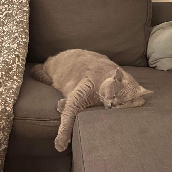 katte British Shorthair hos CatsbyLove