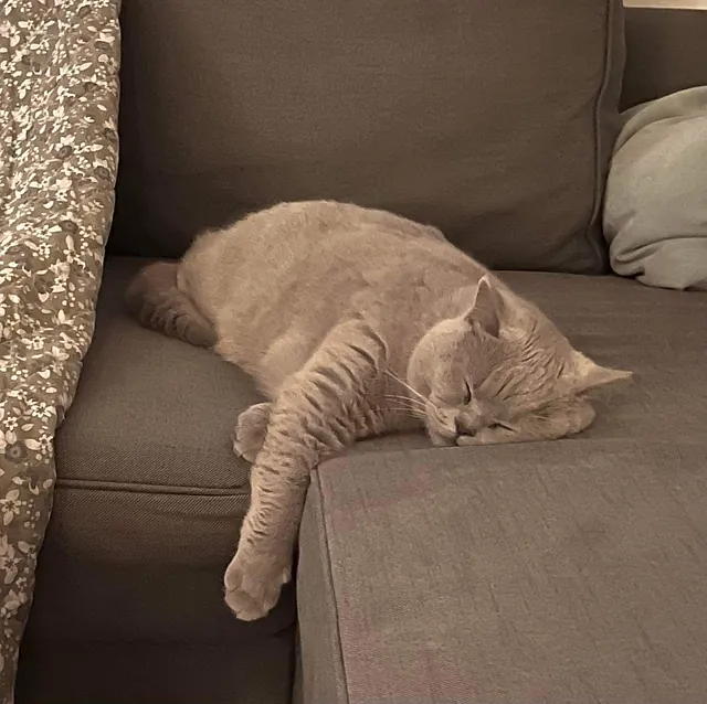 katte British Shorthair hos CatsbyLove