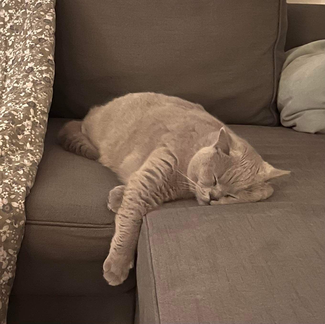 katte British Shorthair hos CatsbyLove