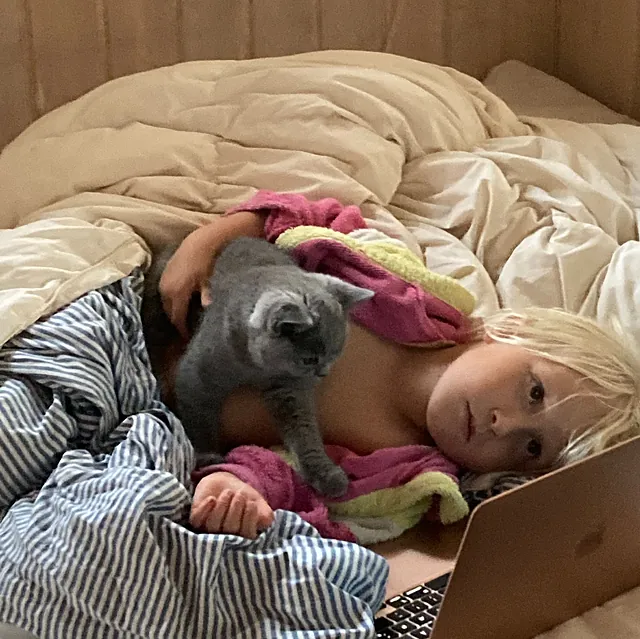 Liva, Killing fra CatsbyLove - British Shorthair, Bello
