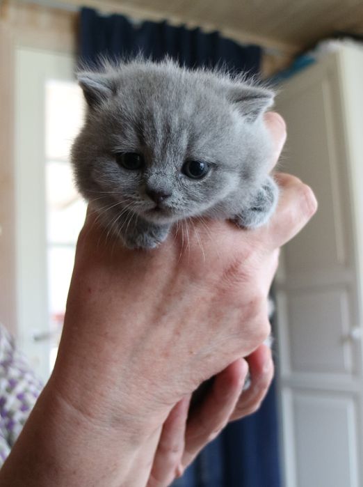 Om CatsbyLove