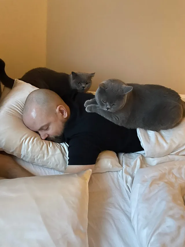 Thomas, Killing fra CatsbyLove - British Shorthair, Bello