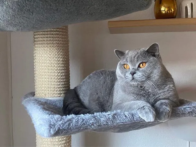 Om CatsbyLove Linus British Shorthair