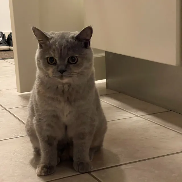 Molly, Killing fra CatsbyLove - British Shorthair, Bello