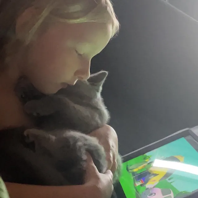 Killing fra CatsbyLove, British Shorthair, Minnie