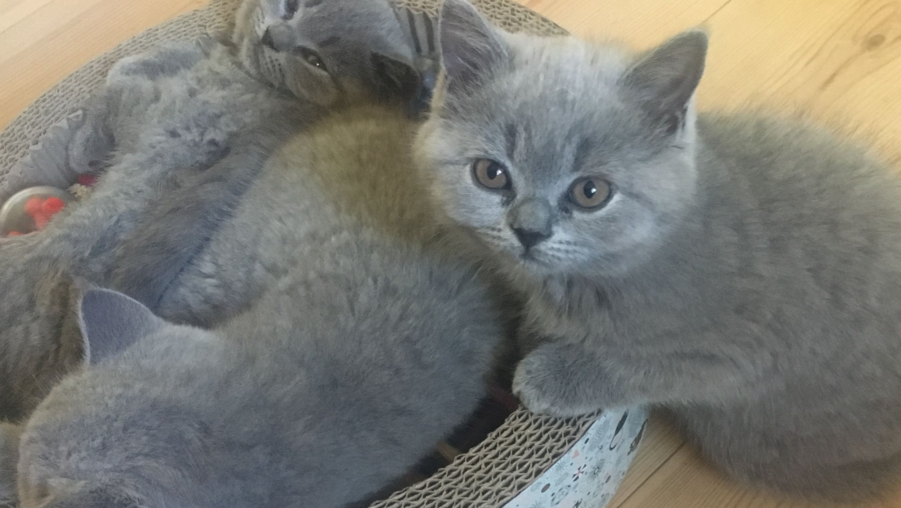 British Shorthair - killinger CatsbyLove