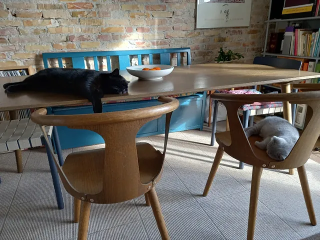 British Shorthair, killinger til salg, Vera solgt til Maria