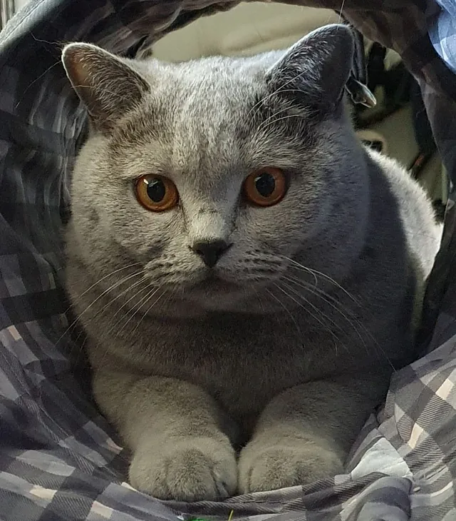 Findus, Killing fra CatsbyLove - British Shorthair, Bello