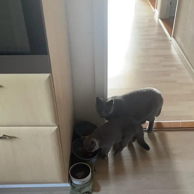 Minnie, killing British Shorthair, CatsbyLove