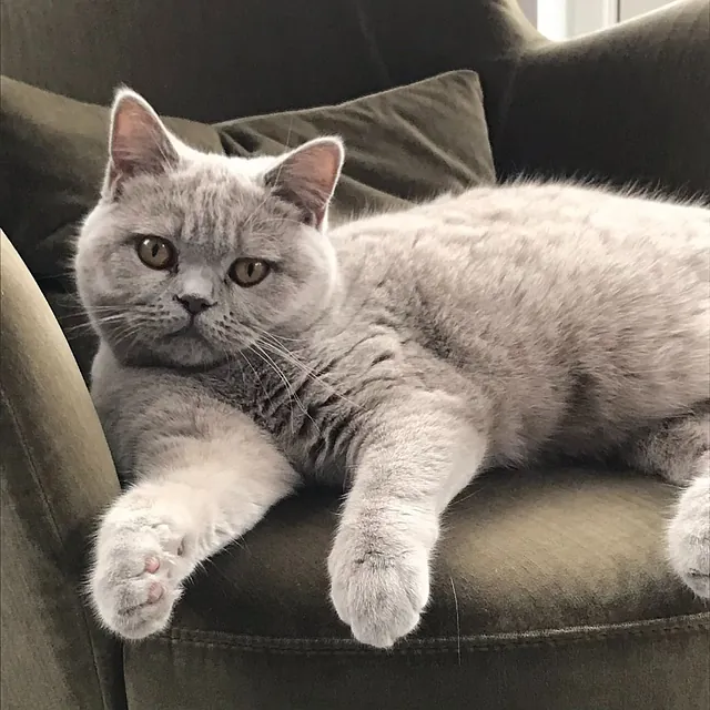 katte British Shorthair hos CatsbyLove